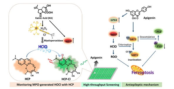 钱勇教授课题组在pnas发表研究论文